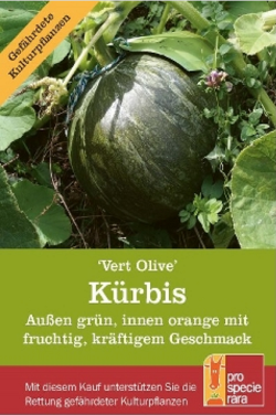 Saatgut Kürbis Vert Olive