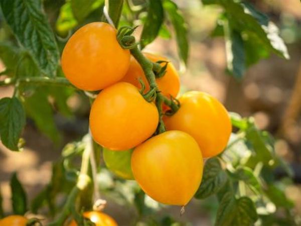 Produktfoto zu Jungpflanzen runde Tomate Duttingold