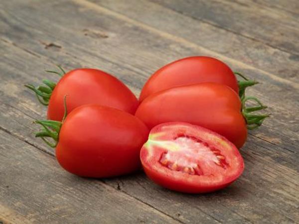 Produktfoto zu Jungpflanzen runde Tomate Ruthje
