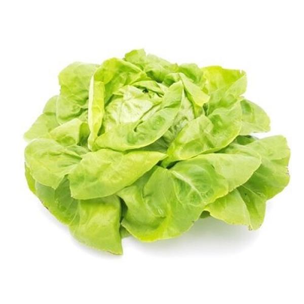 Produktfoto zu Salat Kopf grün