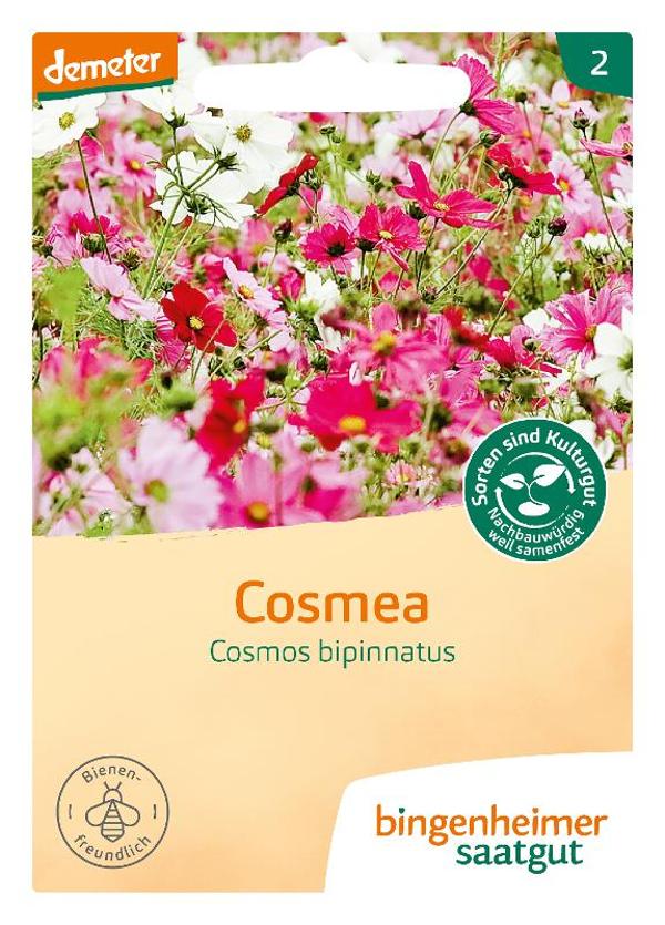 Produktfoto zu Saatgut Blumen Cosmea