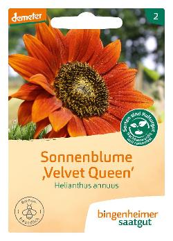 Saatgut Sonnenblume Velvet Queen