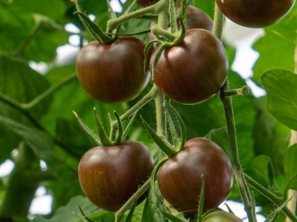 Produktfoto zu Jungpflanzen Cocktailtomate Black Cherry