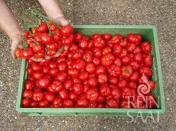 Jungpflanzen runde Tomate Marglobe