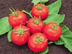Jungpflanzen runde Tomate Matina