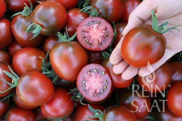 Produktfoto zu Jungpflanzen runde Tomate Paul Robson