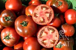 Jungpflanzen runde Tomate Revilla