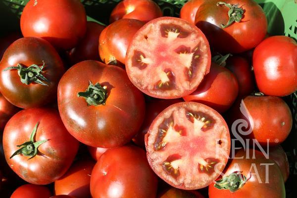 Produktfoto zu Jungpflanzen runde Tomate Revilla