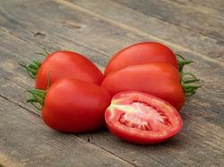 Jungpflanzen runde Tomate Ruthje