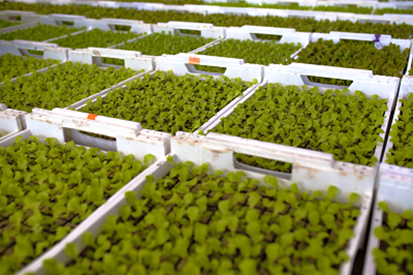 Produktfoto zu Jungpflanzen Zucchini grün "Serafina"