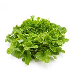 Salat Eichblatt grün mini