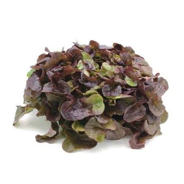Produktfoto zu Salat Eichblatt rot
