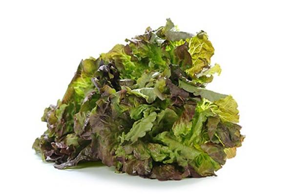Produktfoto zu Salat Batavia rot