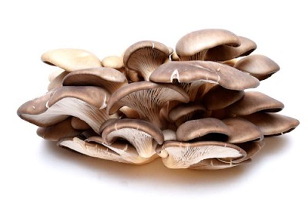 Produktfoto zu Pilze Austernpilze