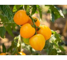 Jungpflanzen runde Tomate Duttingold