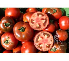 Jungpflanzen runde Tomate Revilla