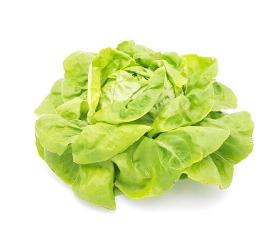 Salat Kopf grün