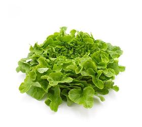 Salat Eichblatt grün