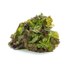 Salat Batavia rot