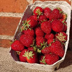 Erdbeeren 500 g Schale