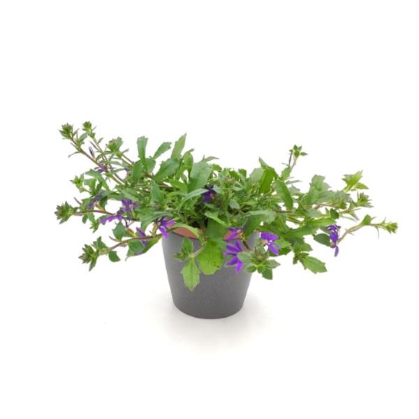 Produktfoto zu Blau-violette Fächerblume im Topf vom Klosterberghof
