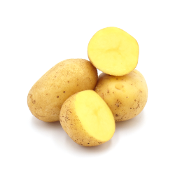 mehlig kochende Kartoffeln Gunda