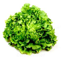 Salat: Batavia, rot