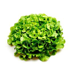 Eichblattsalat, grün
