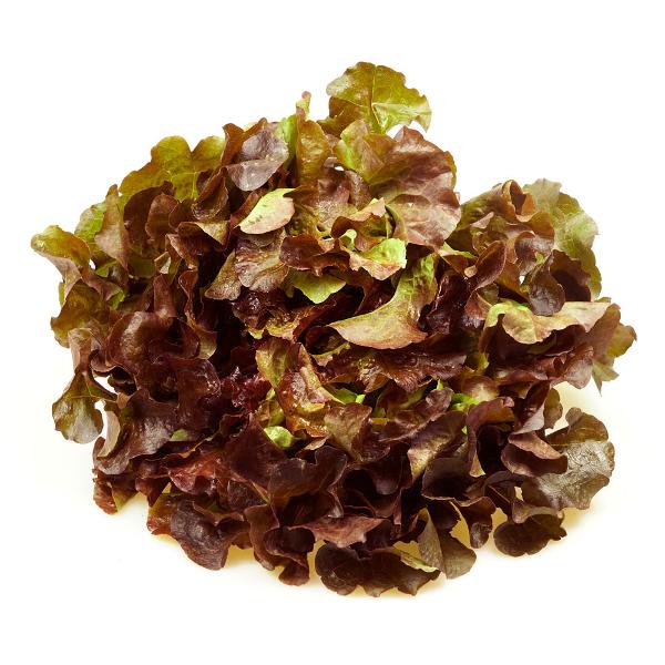 Produktfoto zu Eichblattsalat, rot