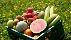 Obstkiste Obst-Reise