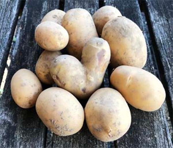 Produktfoto zu Kartoffel Karelia mehlig kochend