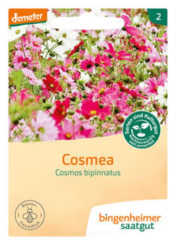 Produktfoto zu Cosmea