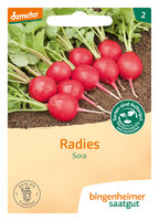 Sora - Radies (Saatgut)