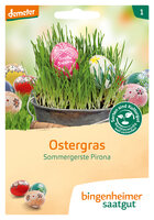 Ostergras- Sommergerste Pirona (Saatgut)