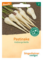 Halblange Weiße - Pastinake (Saatgut)