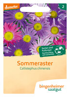Sommeraster - Blumen (Saatgut)