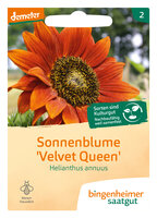 Sonnenblume Velvet Queen - Blumen (Saatgut)