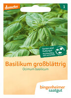 Basilikum großblättrig - Kräuter (Saatgut)