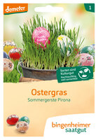 Ostergras- Sommergerste Pirona (Saatgut)
