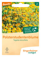 Polsterstudentenblume - Blumen (Saatgut)