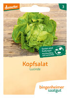 Lucinde - Kopfsalat (Saatgut)