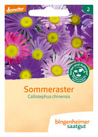 Sommeraster - Blumen (Saatgut)