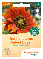 Sonnenblume Velvet Queen - Blumen (Saatgut)