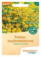 Polsterstudentenblume - Blumen (Saatgut)