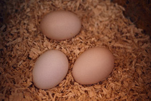Mahlitzscher Eier