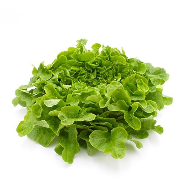 Produktfoto zu Eichblattsalat grün