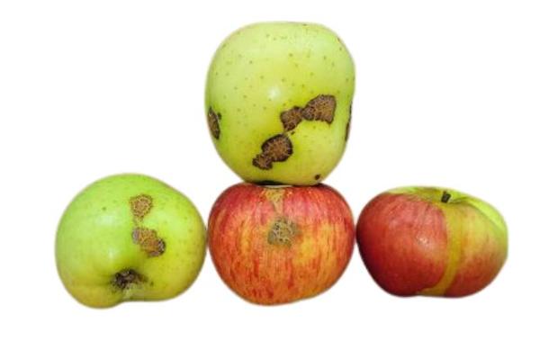 Produktfoto zu 2. Wahl Äpfel
