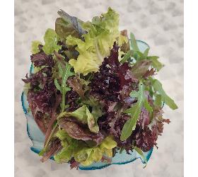 Baby Leaf Salat