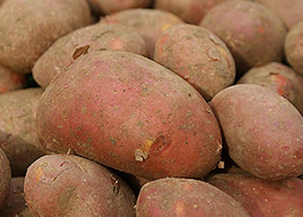 Produktfoto zu Kartoffeln Laura  2,5 kg,vorwiegend festkochend, rotschalig