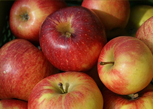 Produktfoto zu Apfel d.W.Red Jonaprince